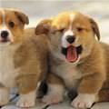 2 Cute Puppies