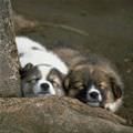 2 Cute Sleeping Puppies