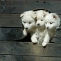 3 Cute Puppies