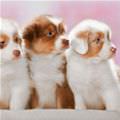 3 Cute Puppies