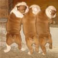 3 Puppies Haning Out