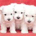 3 White Puppies