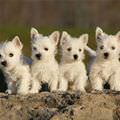 4 Adorable Puppies