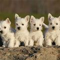 4 Little Cute Puppies