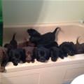 A Bath Of Puppies