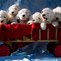 A Cart Of Puppies