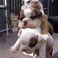 A Few Stacked Puppies