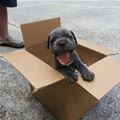 A Puppy Delivery