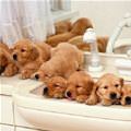 A Sink Full Of Puppies