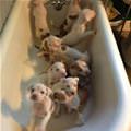 A Tub Of Puppies