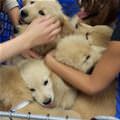 A Whole Pile Of Puppies