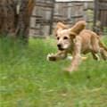 Adorable Running Puppy