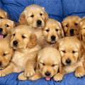 Army Of Puppies