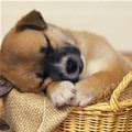 Asleep In The Basket