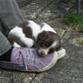 Asleep On The Shoes