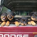 Awesome Fun Puppies