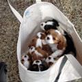 Bag Of Cute Puppies