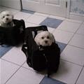 Bags Of Puppies