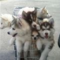 Basket Full Of Pups