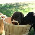 Basket Of One