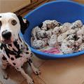 Basket Of Puppies