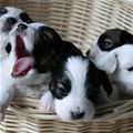 Basket Of Puppies