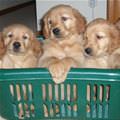 Basket Of Puppies