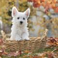 Basket Of Puppy