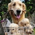 Basket Of Pups