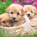 Basket Of Pups