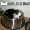 Bed And Breakfast