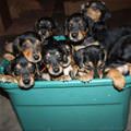 Big Puppy Basket