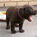 Big Yawn Brown Puppy