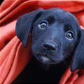 Black Puppy