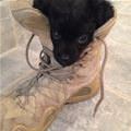 Boot Puppy