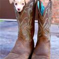 Boot Puppy