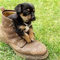 Boot Puppy