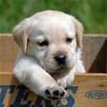 Box Puppy Dog