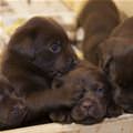 Brown Puppies