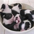 Bucket Of Cute Puppies