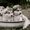 Bucket Of Puppies