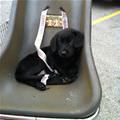 Chair Puppy