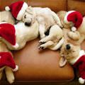 Christmas Puppies