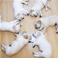 Circle Of Puppies