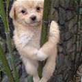 Climbing Puppy