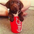 Coca Cola Pup