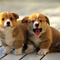 Couple Of Cute Puppies