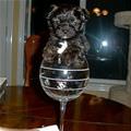 Cup Of Puppy