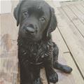 Cute Black Lab Puppy