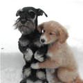 Cute Dogs Hugging